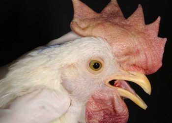 Yalancı Veba Nedir?