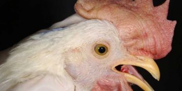 Yalancı Veba Nedir?