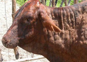 Yalancı Yumrulu Deri Hastalığı Nedir?