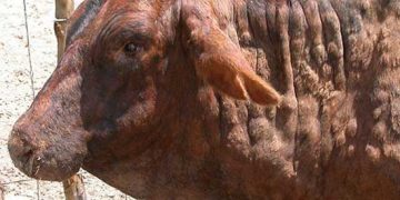 Yalancı Yumrulu Deri Hastalığı Nedir?