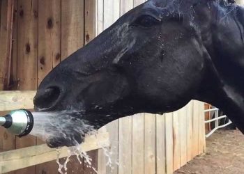 Yalandan İçme Nedir?