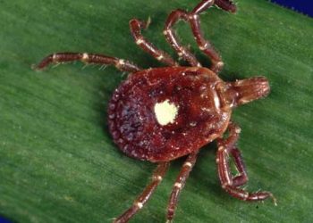 Yalnız Yıldız Kenesi Nedir?