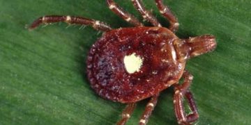 Yalnız Yıldız Kenesi Nedir?