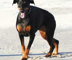 Yalpalama Sendromu Nedir?