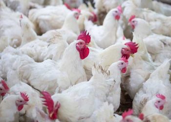 Broilerlerde Campylobacter Azalması