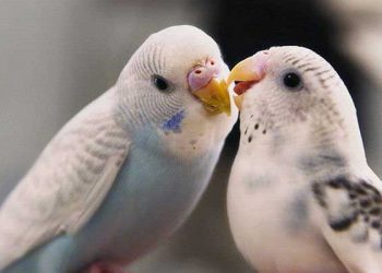 Evcil Kuşların Hastalığı Nasıl Farkedilir? Hastalık ve Belirtileri Nelerdir?