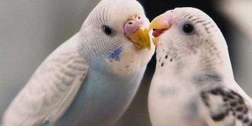 Evcil Kuşların Hastalığı Nasıl Farkedilir? Hastalık ve Belirtileri Nelerdir?