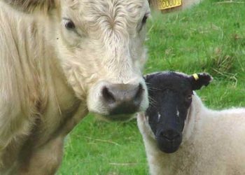 Hayvancılığımızda 2020 Umutları