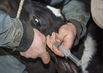 İnfeksiyöz Hastalıklarda Koruyucu Aşılama ve Diğer Uygulamalar