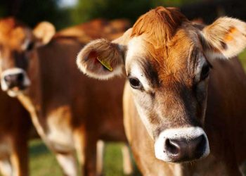 Jersey Irkının Özellikleri