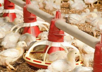 Kümeste Amonyak Seviyesini Kontrol için 5 İpucu