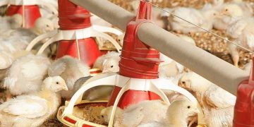 Kümeste Amonyak Seviyesini Kontrol için 5 İpucu