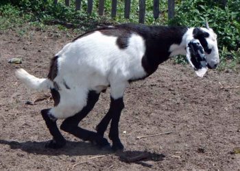 Kuzu ve Oğlaklarda Bakır Eksikliği