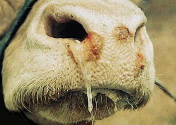 Şap Hastalığı İnsanlara Bulaşır mı?