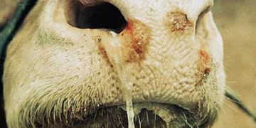 Şap Hastalığı İnsanlara Bulaşır mı?