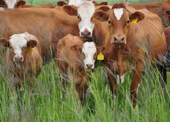 Sığırcılıkta Sürü Yönetiminin Temel İlkeleri