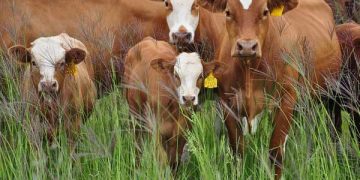 Sığırcılıkta Sürü Yönetiminin Temel İlkeleri