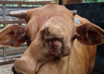 Sığırlarda Kalıtsal Kusur ve Hastalıklar