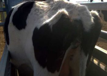 Sığırlarda Kronik Karın Şişkinliği