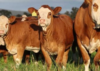 Simmental Irkının Özellikleri