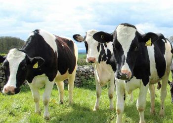 Süt Sığırcılığı İşinde Ayakta Kalabilmek