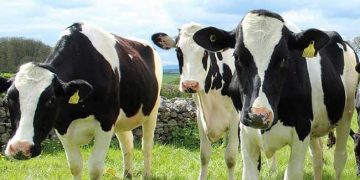 Süt Sığırcılığı İşinde Ayakta Kalabilmek