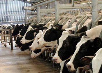 Süt Sığırcılığı İşletmelerin Karnesi