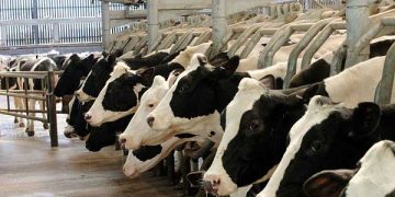 Süt Sığırcılığı İşletmelerin Karnesi