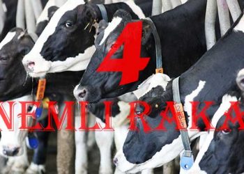 Süt Sığırcılığında Dört Önemli Rakam