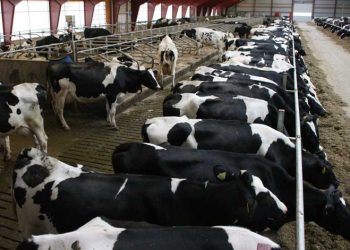 Süt Sığırcılığında Sürü Yönetimi İlkeleri