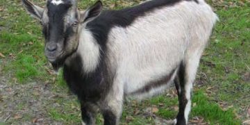 Sütçü Keçi Irkı Alpin