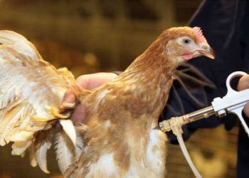 Tavuklarda İdeal Koşullarda Aşılama