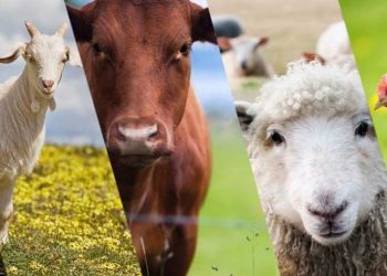 Türkiye’deki Hayvancılık Örgütleri