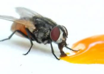 Yalancı Miyazis Nedir?