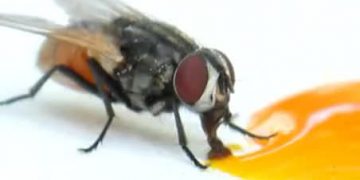 Yalancı Miyazis Nedir?