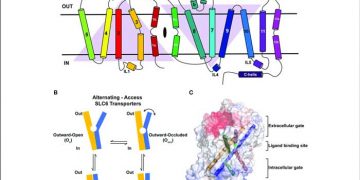 Yalancı Nöromedyatör Nedir?