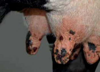 Yalancı Sığır Çiçeği Nedir?