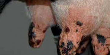 Yalancı Sığır Çiçeği Nedir?