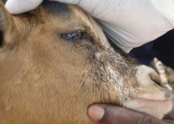 Yalancı Sığır Vebası Nedir?