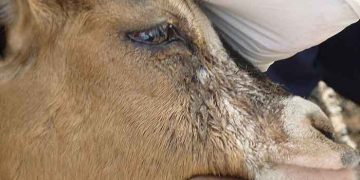 Yalancı Sığır Vebası Nedir?