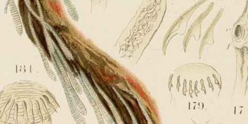 Yalancı Skoleks Nedir?