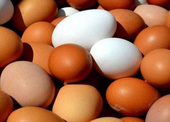 Yumurta Kabuğu Rengi İle Hastalığa Direnç Arasındaki İlişki