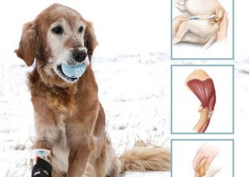 Köpeklerde Topallık e-book