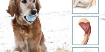 Köpeklerde Topallık e-book