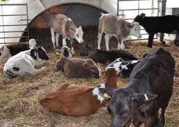 Buzağılarda Öksürük