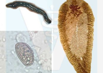 Çiftlik Hayvanlarında İç Parazitlerle Mücadele