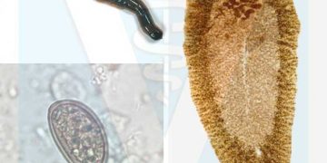 Çiftlik Hayvanlarında İç Parazitlerle Mücadele