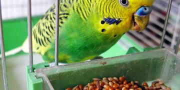 Evcil Kuşların Beslenmesi; Yem Değişikliği, Sağlıklı Beslenme Programına Geçiş