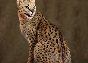 Hibrit Kedi Irkı Nedir?