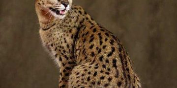 Hibrit Kedi Irkı Nedir?